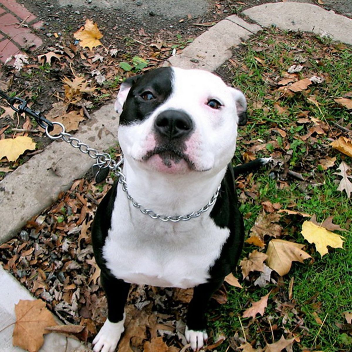 TITAN - Collar Ahorque Metálico Titan