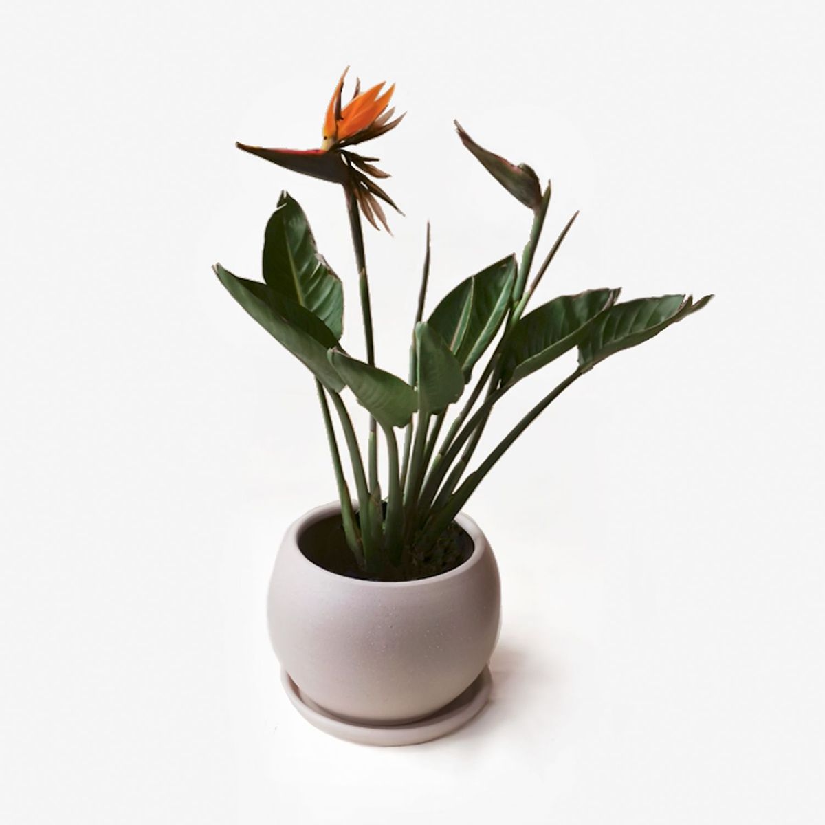 HIERBA Y LUISA COMPANY - Planta Natural Ave del Paraíso