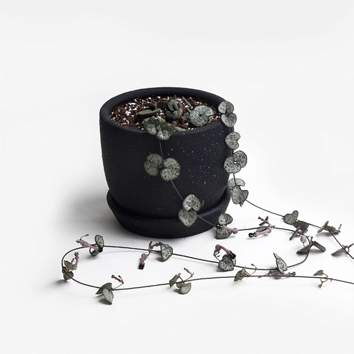 HIERBA Y LUISA COMPANY - Planta Natural Cadena de Corazones