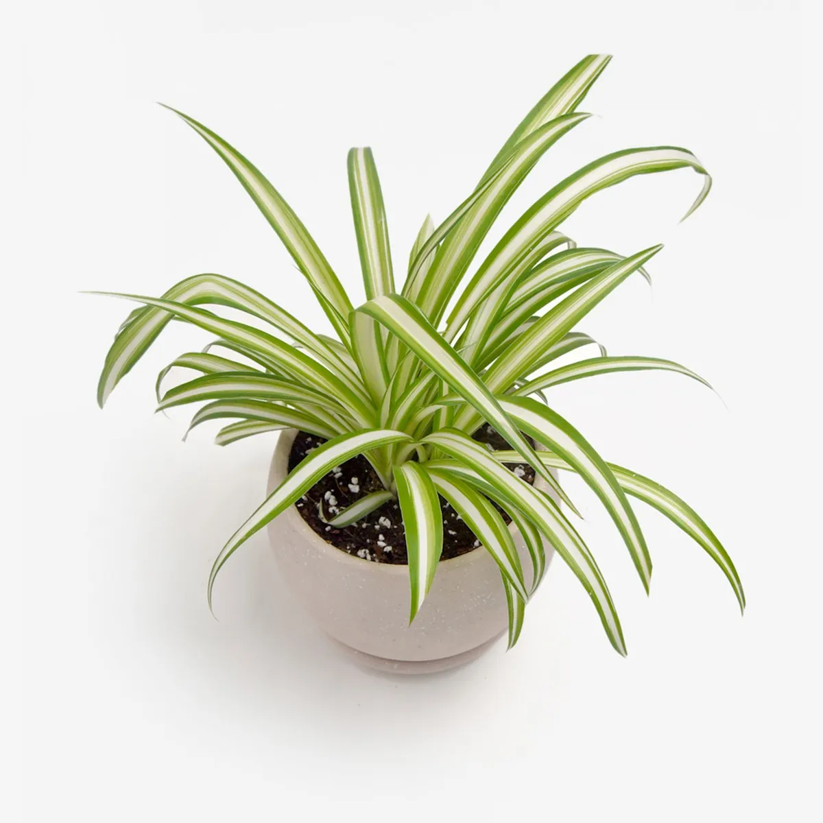 HIERBA Y LUISA COMPANY - Planta Natural Cinta de Novia