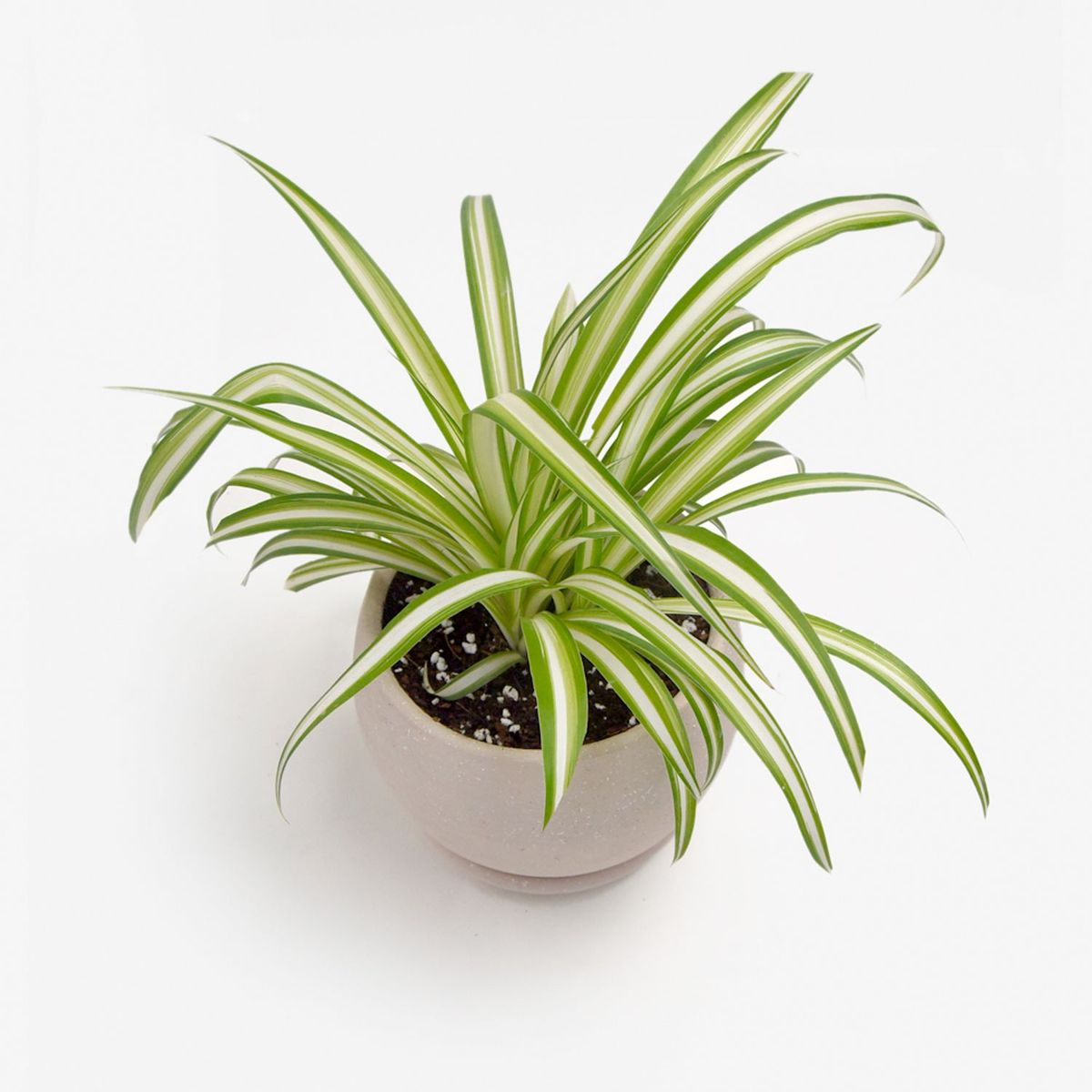 HIERBA Y LUISA COMPANY - Planta Natural Cinta de Novia