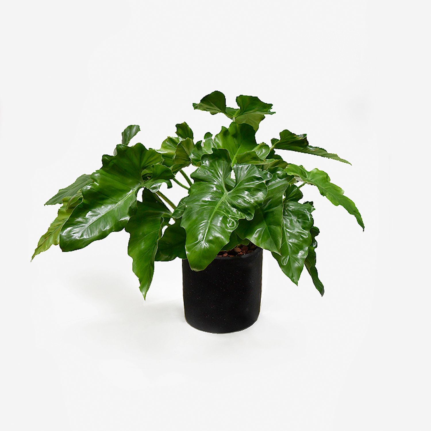 Planta Natural Oreja de Elefante Philodendron Wilsonii HIERBA Y LUISA  COMPANY | Falabella Per