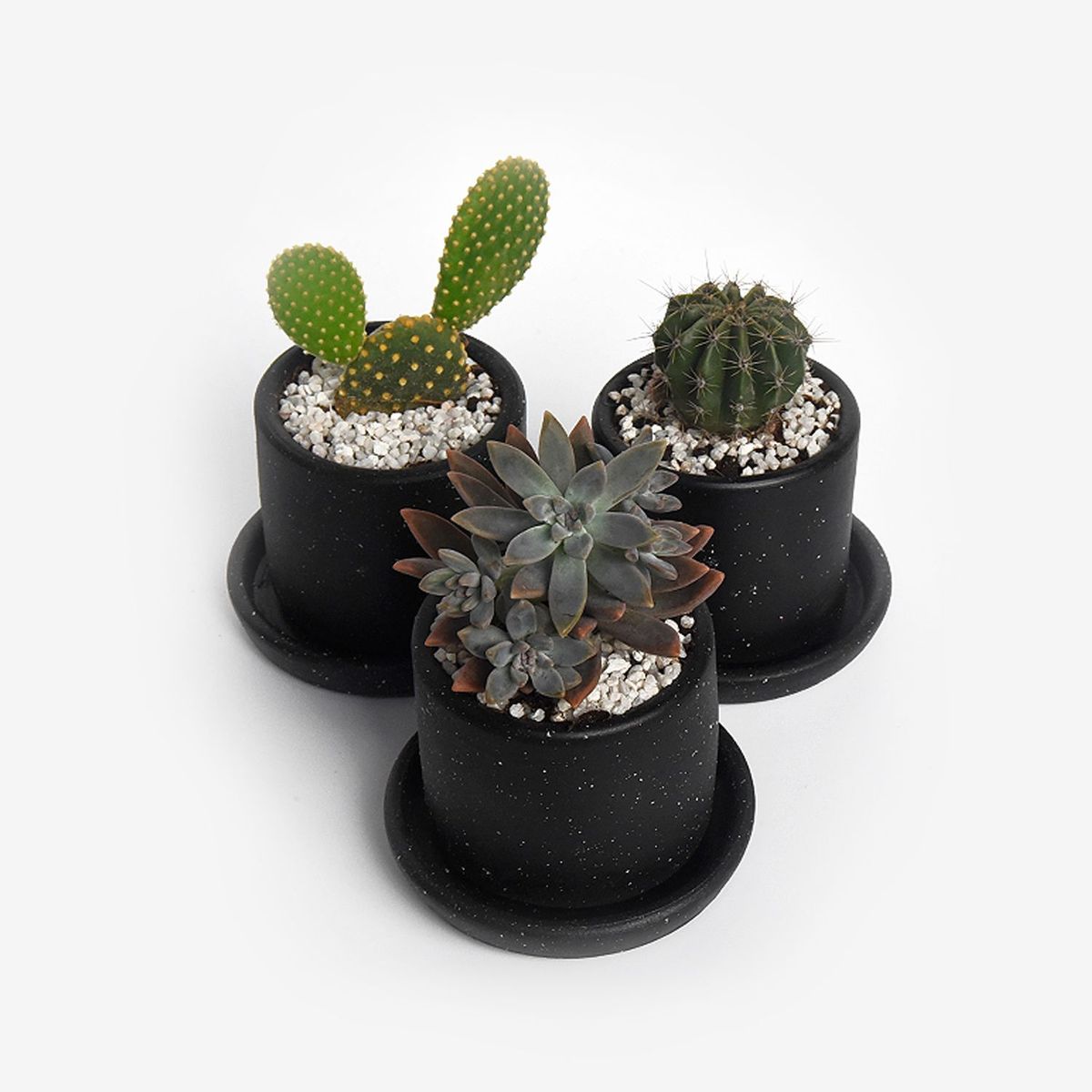 HIERBA Y LUISA COMPANY - Planta Natural Trío de Suculentas