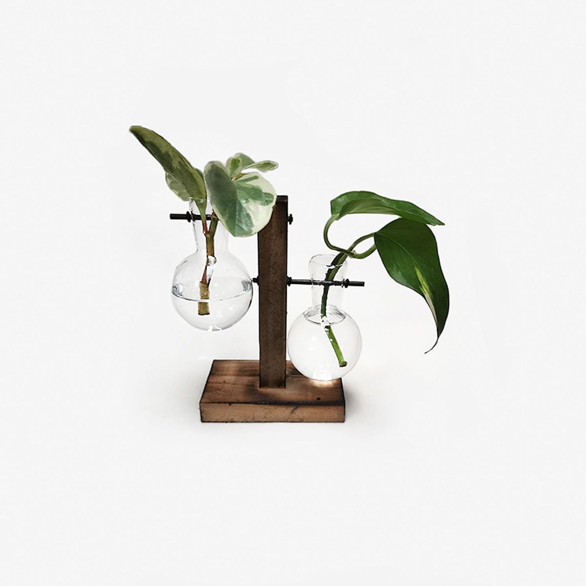 HIERBA Y LUISA COMPANY - Macetas de Propagación Hidro Colgante