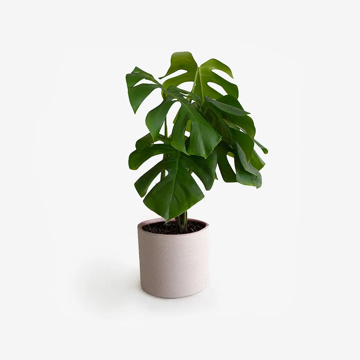 HIERBA Y LUISA COMPANY - Planta Natural Monstera Deliciosa