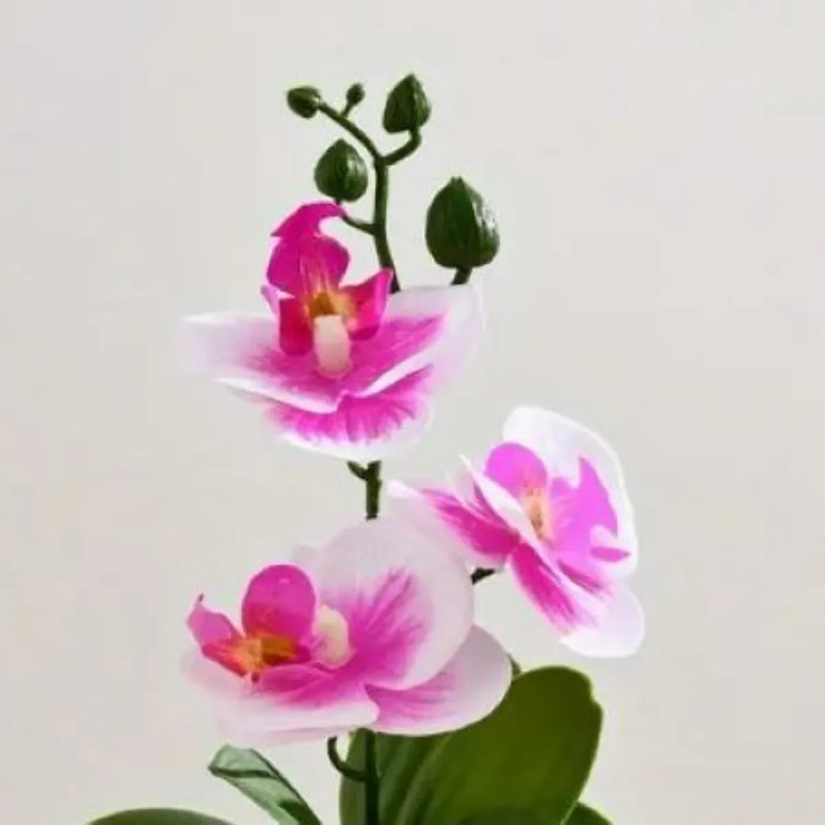 GENERICO - Orquídea Blanca c Rosado con Base Dorada