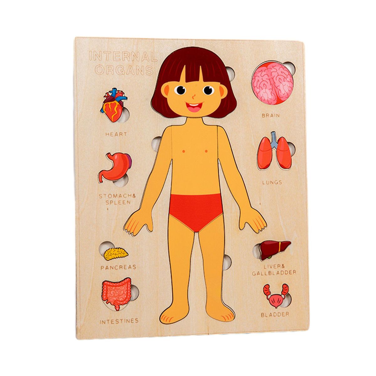 GENERICO - Rompecabeza órganos internos en madera de NIÑA
