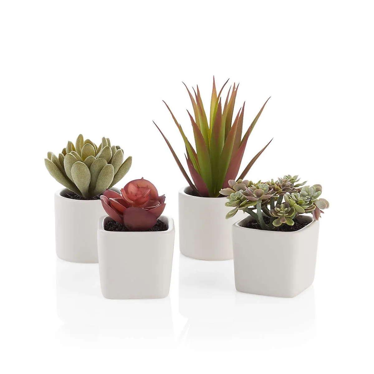 CRATE & BARREL - Set de 4 Mini Suculentas en Maceta