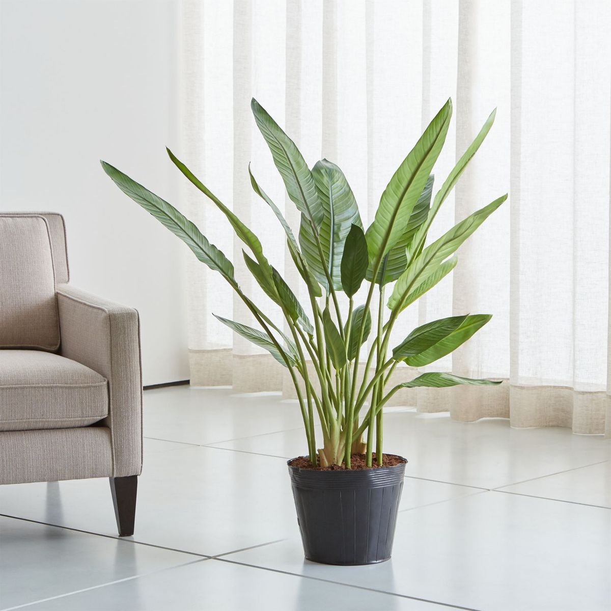 CRATE & BARREL - Arbol Artificial Ave del Paraíso en Base