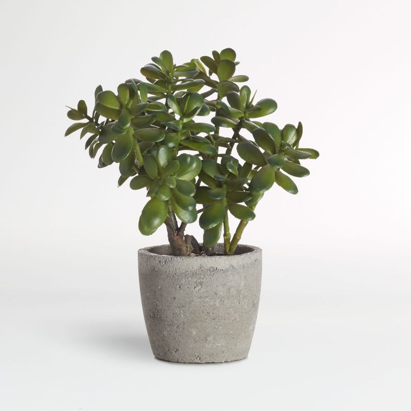CRATE & BARREL - Planta De Jade Artificial En Maceta