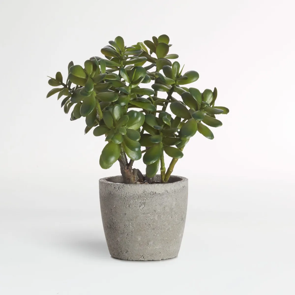 CRATE & BARREL - Planta De Jade Artificial En Maceta