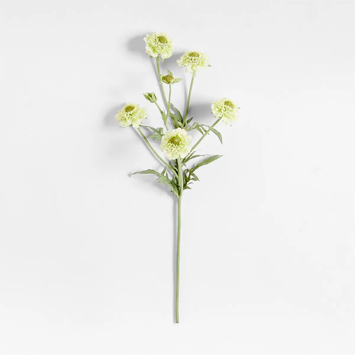 CRATE & BARREL - Rama Flor Scabiosa By Abigail Ahern 61cm