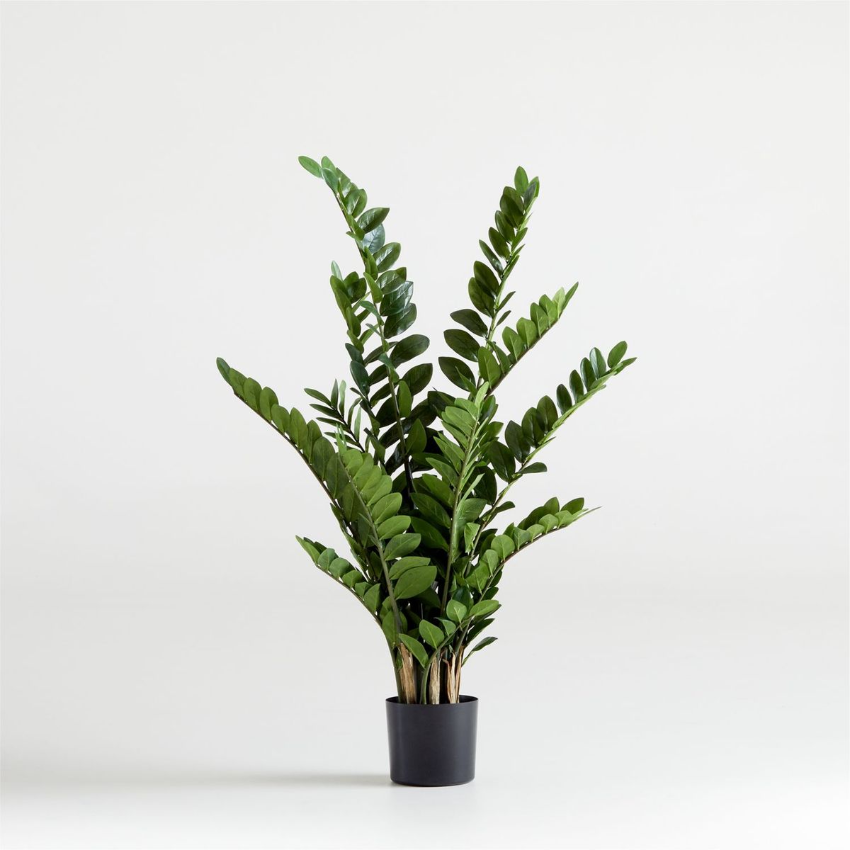 CRATE & BARREL - Planta Zz 130cm