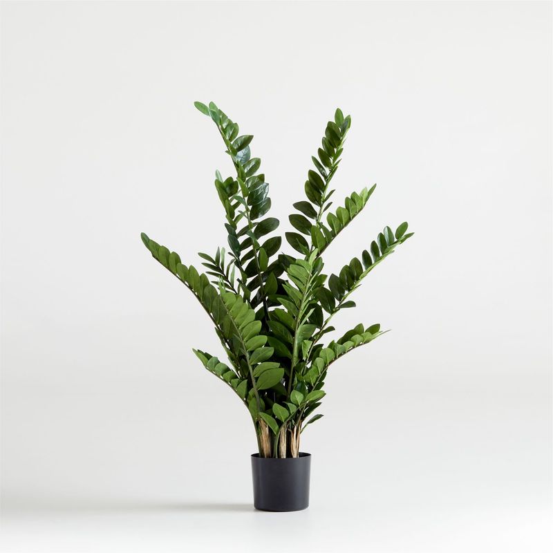 CRATE & BARREL - Planta Zz 130cm