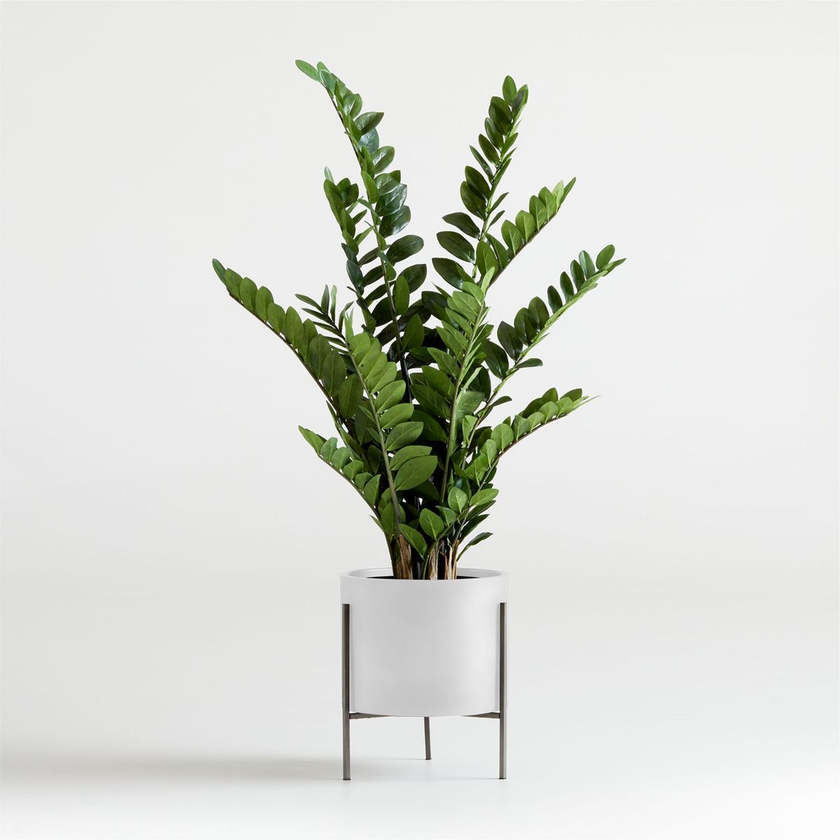 CRATE & BARREL - Planta Zz 130cm