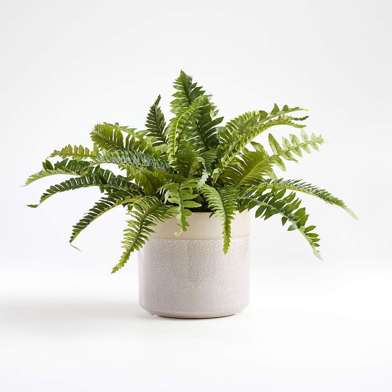 CRATE & BARREL - Helecho Artificial con Maceta