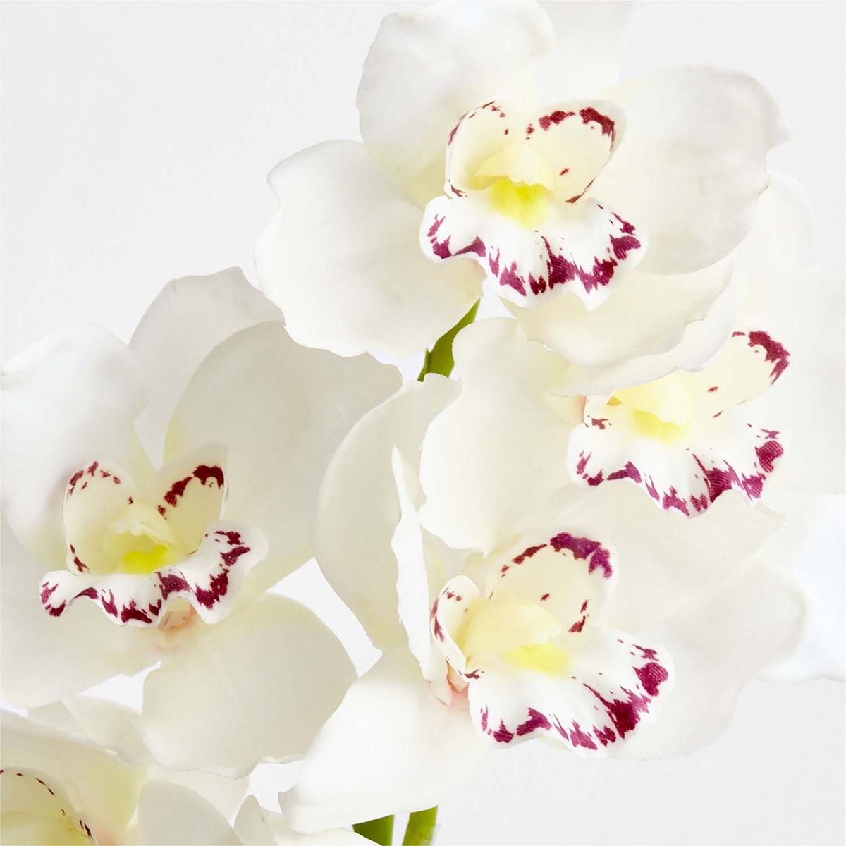CRATE & BARREL - Rama Flor Orquídea Blanca 104cm