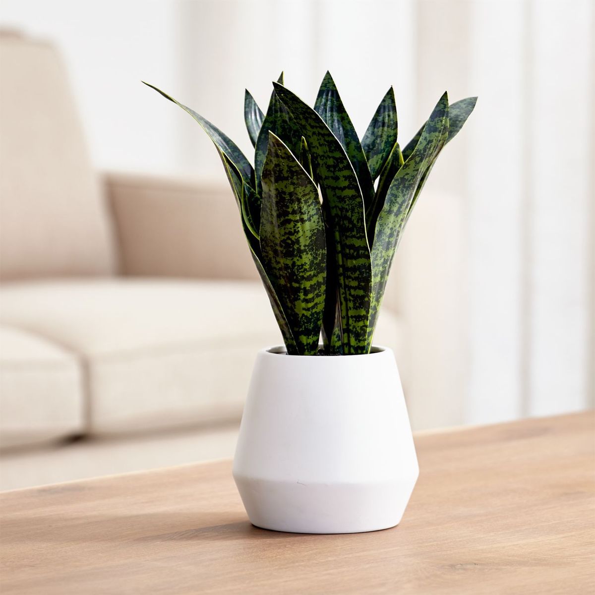 CRATE & BARREL - Planta Sansevieria Artificial con Maceta