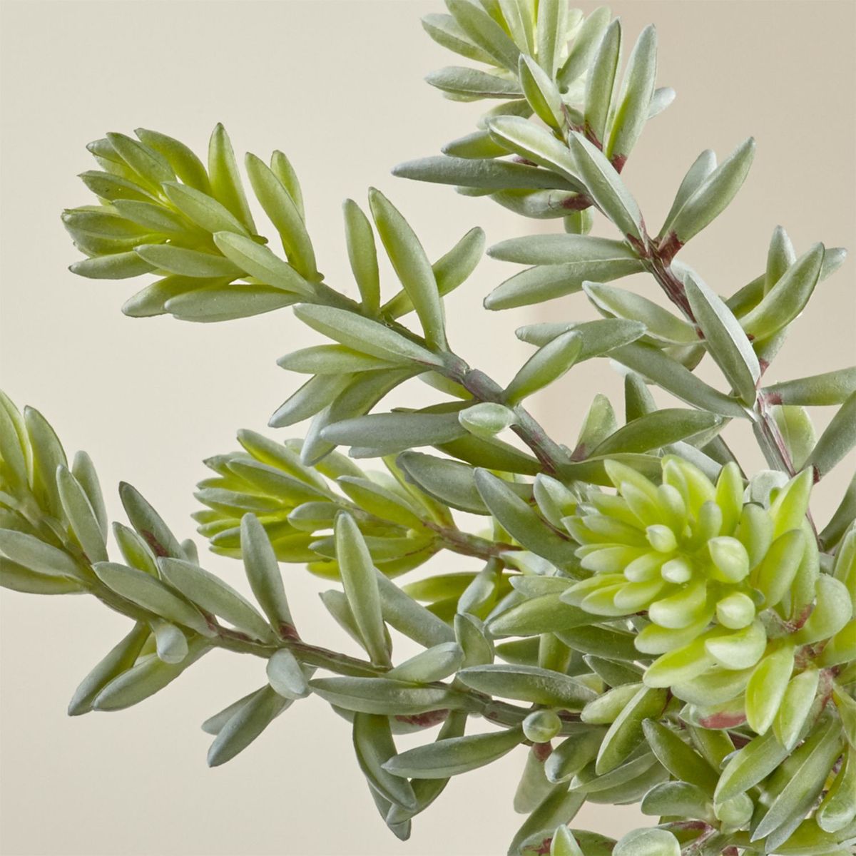 CRATE & BARREL - Rama Flor Suculenta "Sedum Album" 20cm