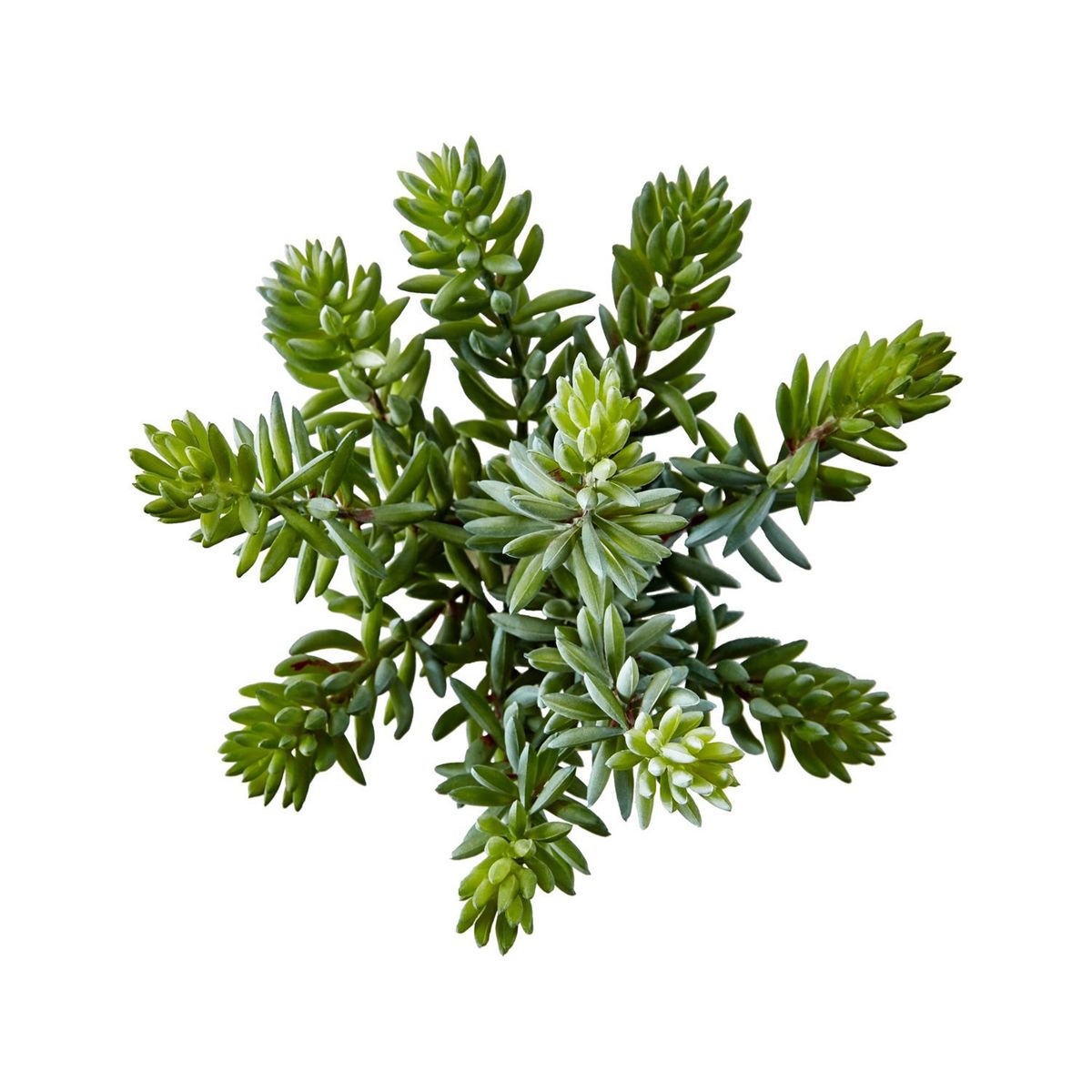 CRATE & BARREL - Rama Flor Suculenta "Sedum Album" 20cm