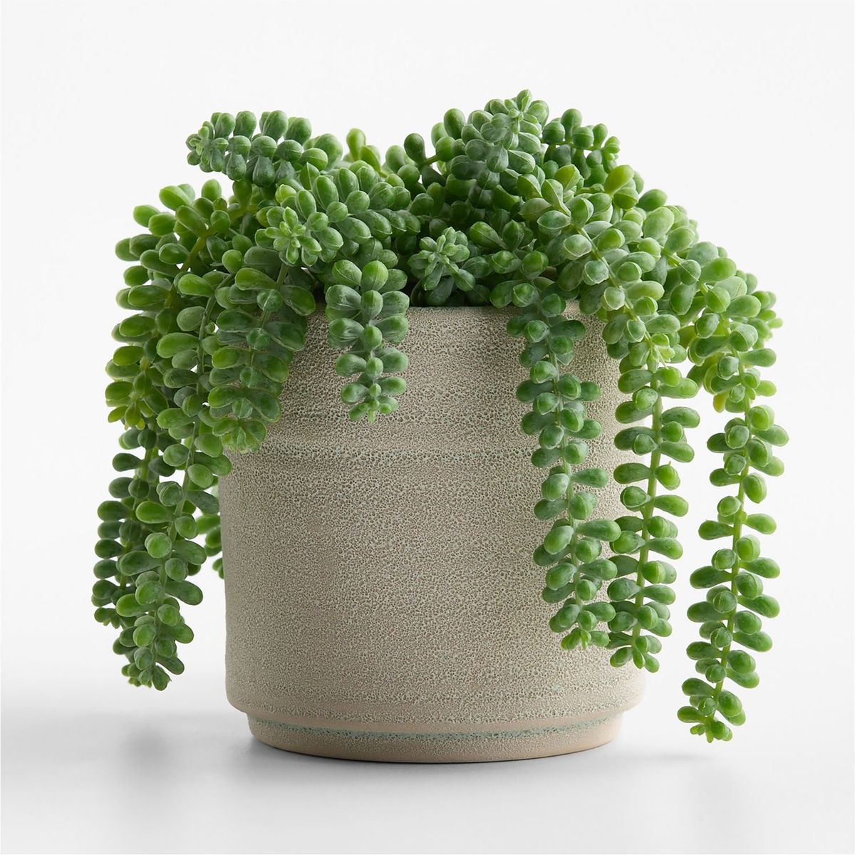 CRATE & BARREL - Planta Suculenta en Maceta 18x19cm