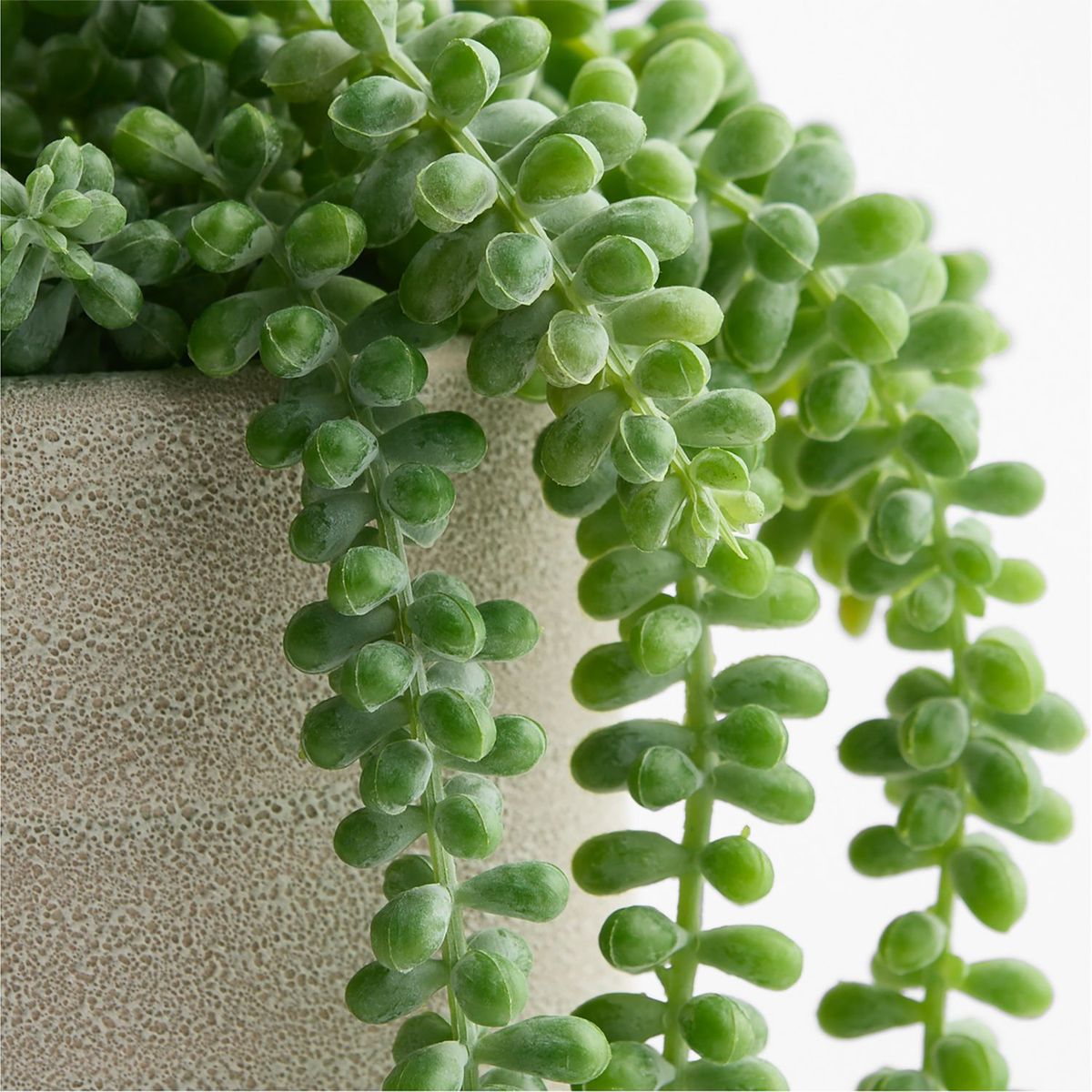 CRATE & BARREL - Planta Suculenta en Maceta 18x19cm