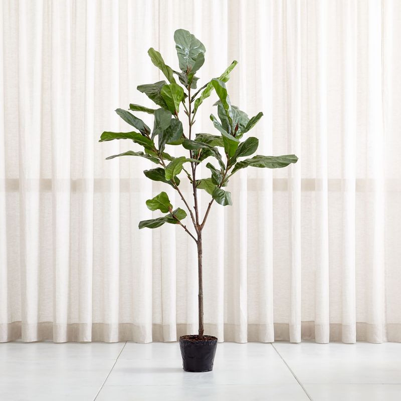 CRATE & BARREL - Planta Artificila Higuera De Hoja De Violín