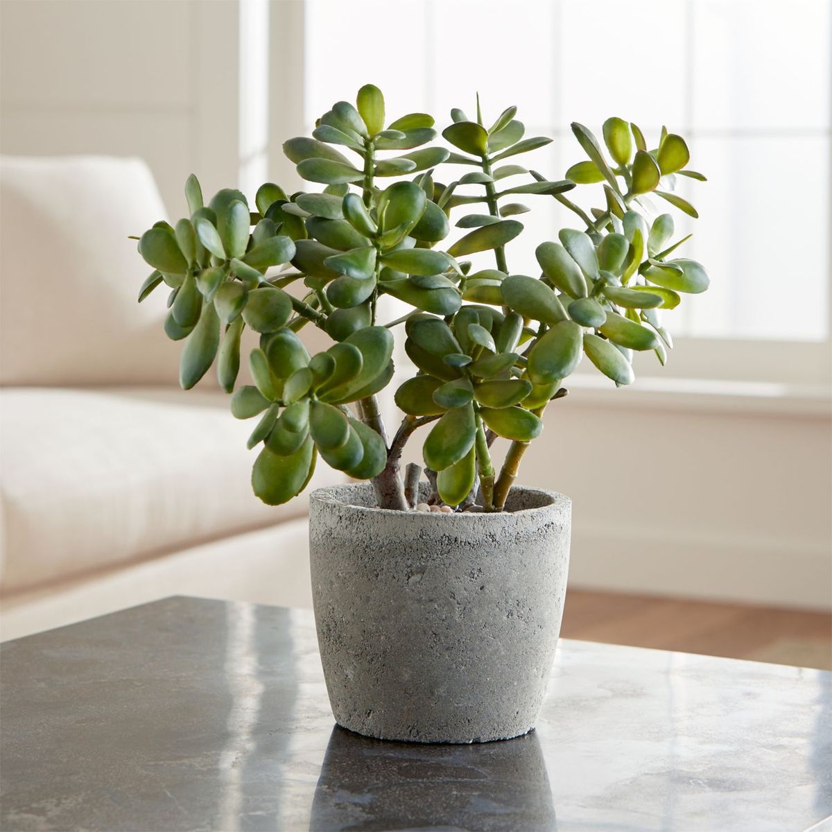 CRATE & BARREL - Planta de Jade Artificial con Maceta