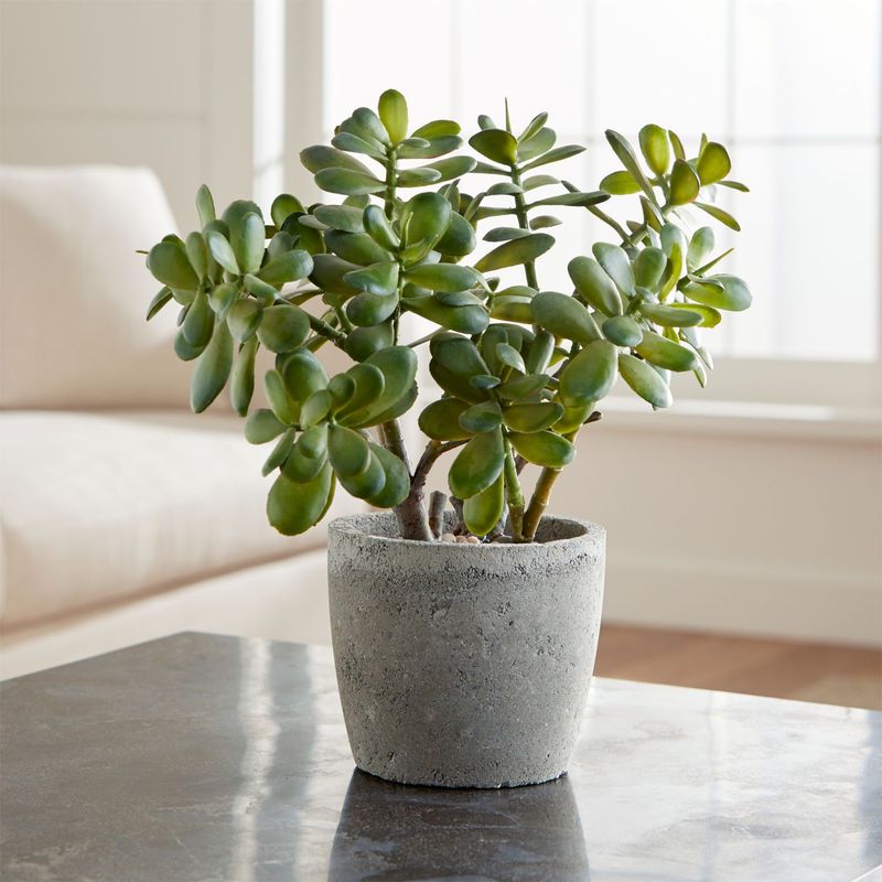 CRATE & BARREL - Planta de Jade Artificial con Maceta