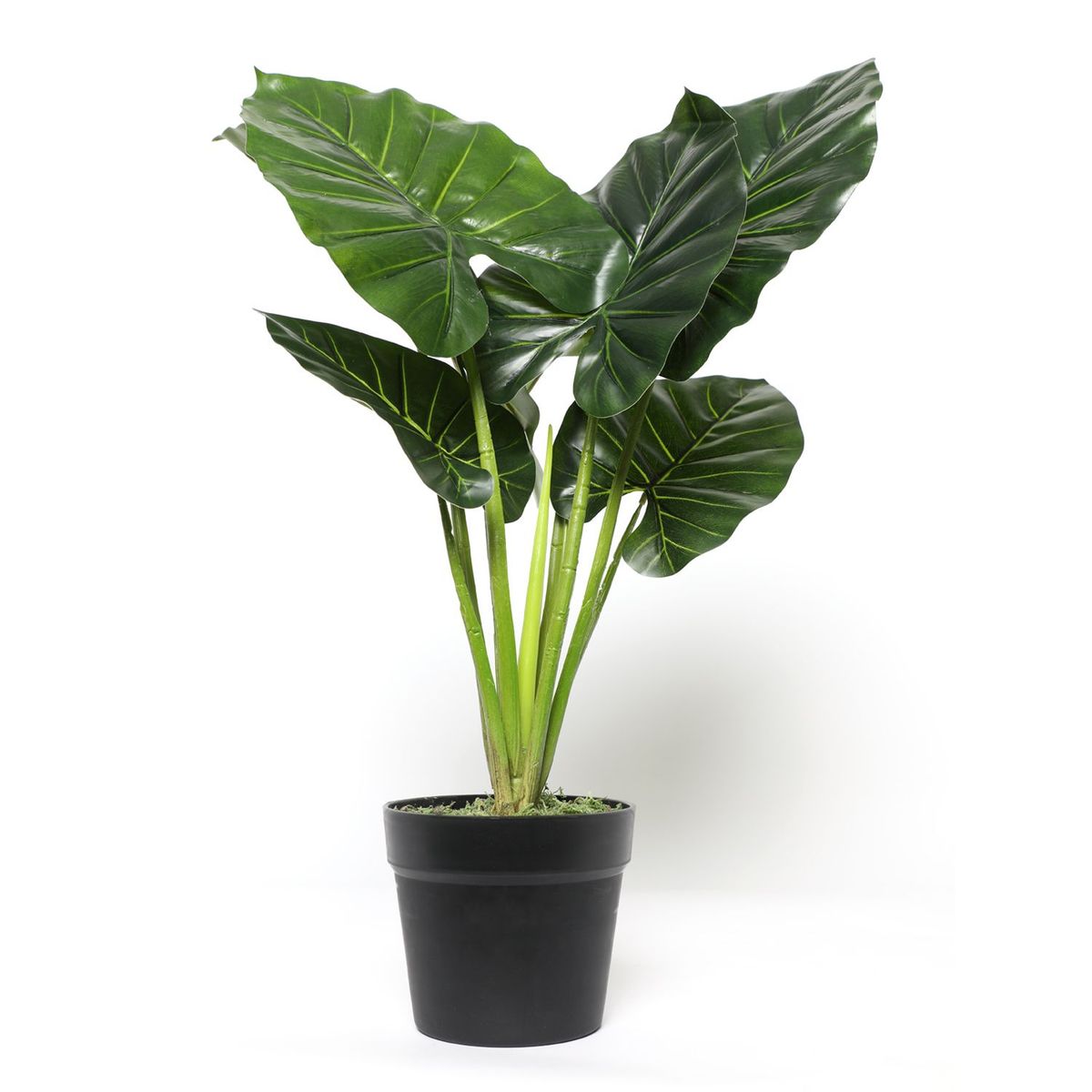 MICA - Planta Taro 60Cm