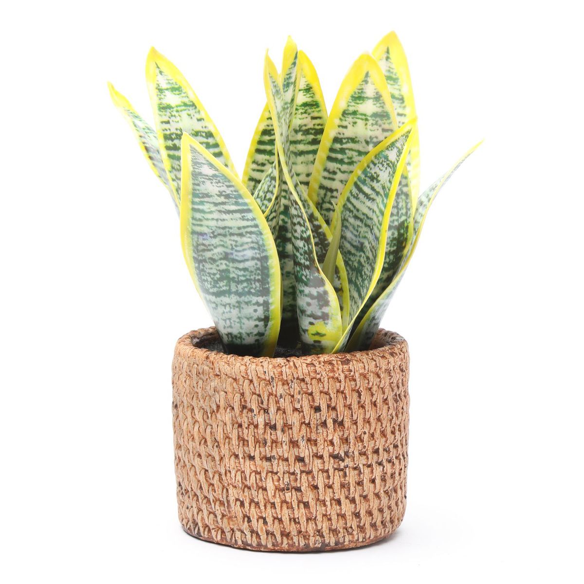 MICA - Planta Sansevieria Pot Rattan 24x11cm