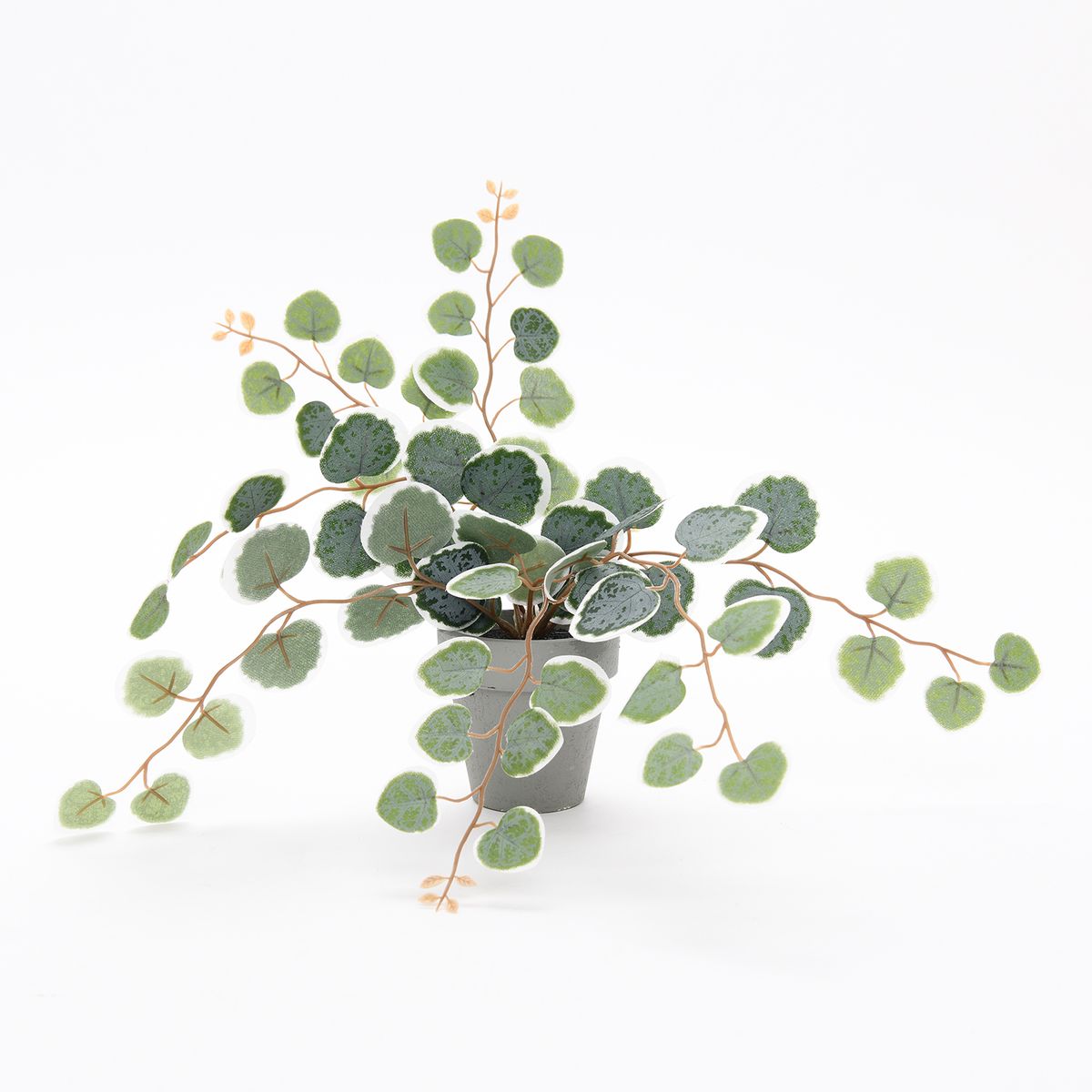 MICA - Planta Collar De Corazones 14.9x9cm