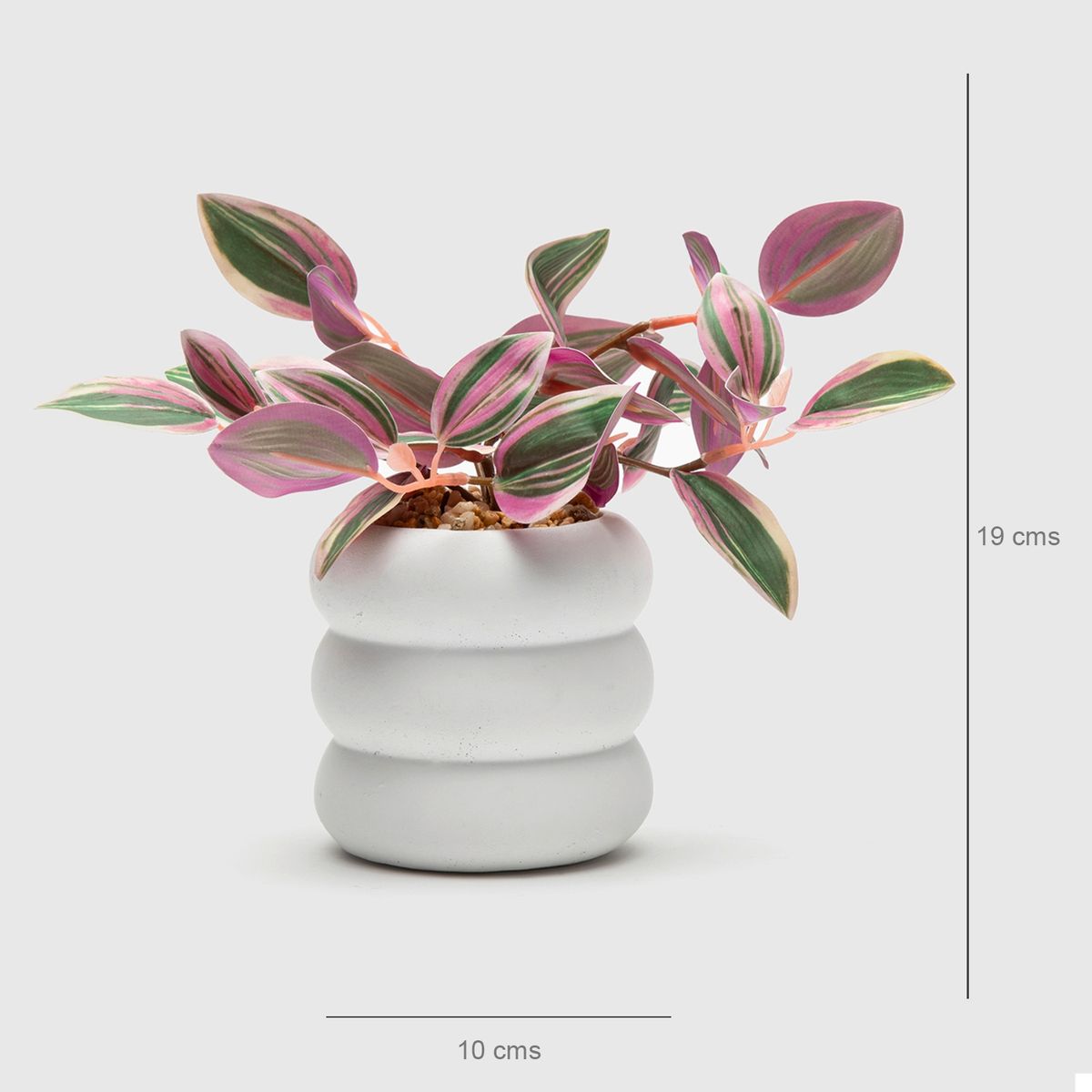 MICA - Planta Cebrina Con maceta 25cm