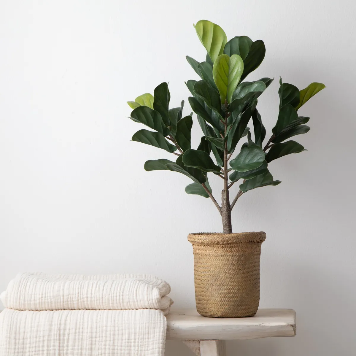 MICA - Ficus Lirata 66cm