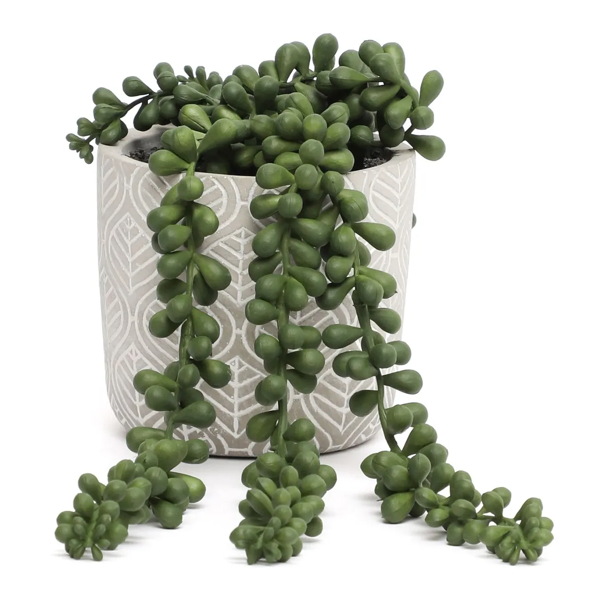 MICA - Planta Rosario en Maceta 9x12cm