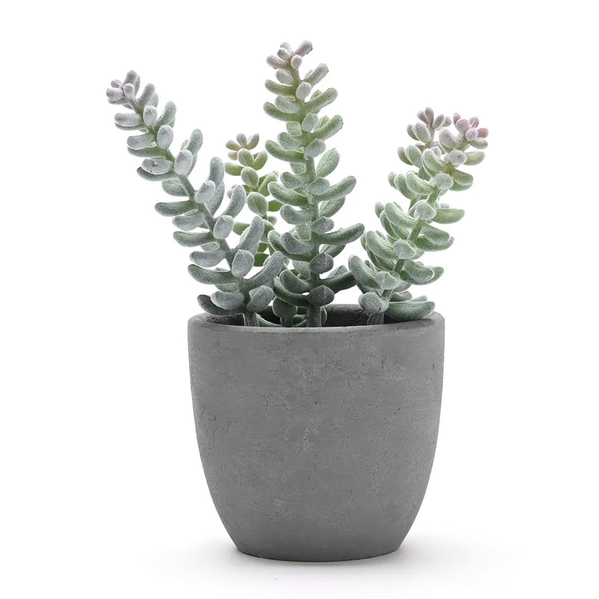 MICA - Planta Suculenta En Maceta 10x19cm