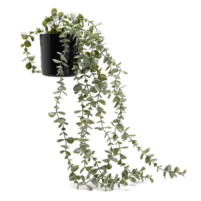 MICA - Planta Rosario Con Maceta 50cm