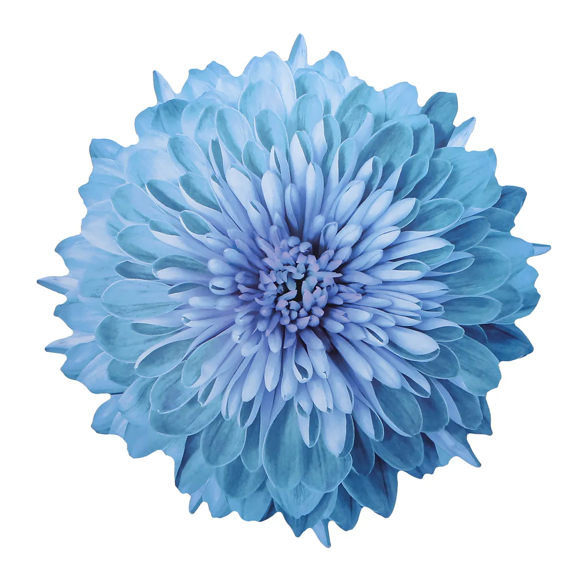 ROBERTA ALLEN - Individual Flor Flori Naif