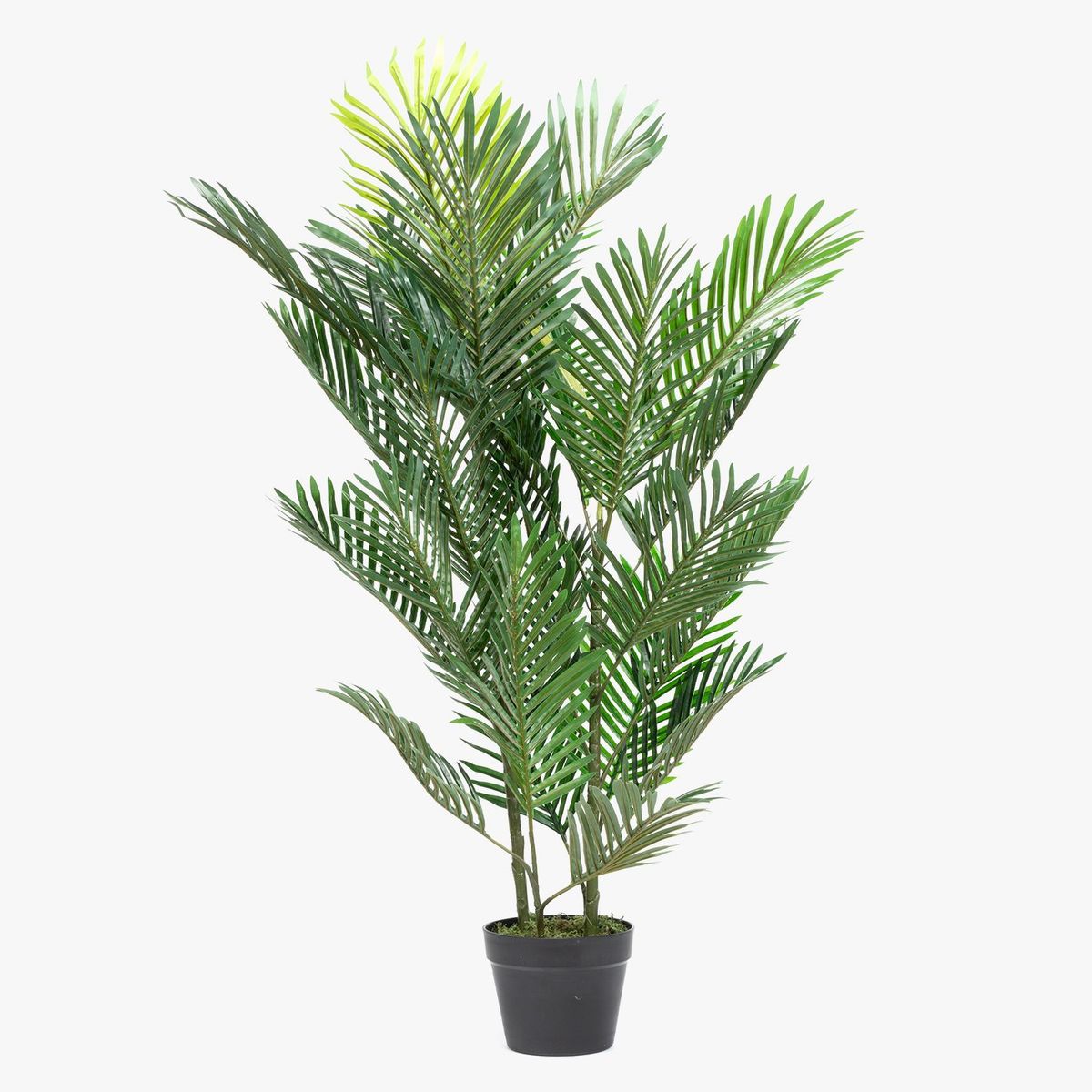 MICA - Palmera en Maceta 120cm