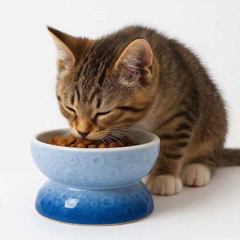 Platos para gatos