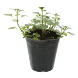 Menta