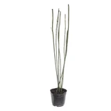 Equisetum
