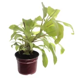 Philodendron