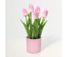 Sb Planta Art Tulipa Rosado