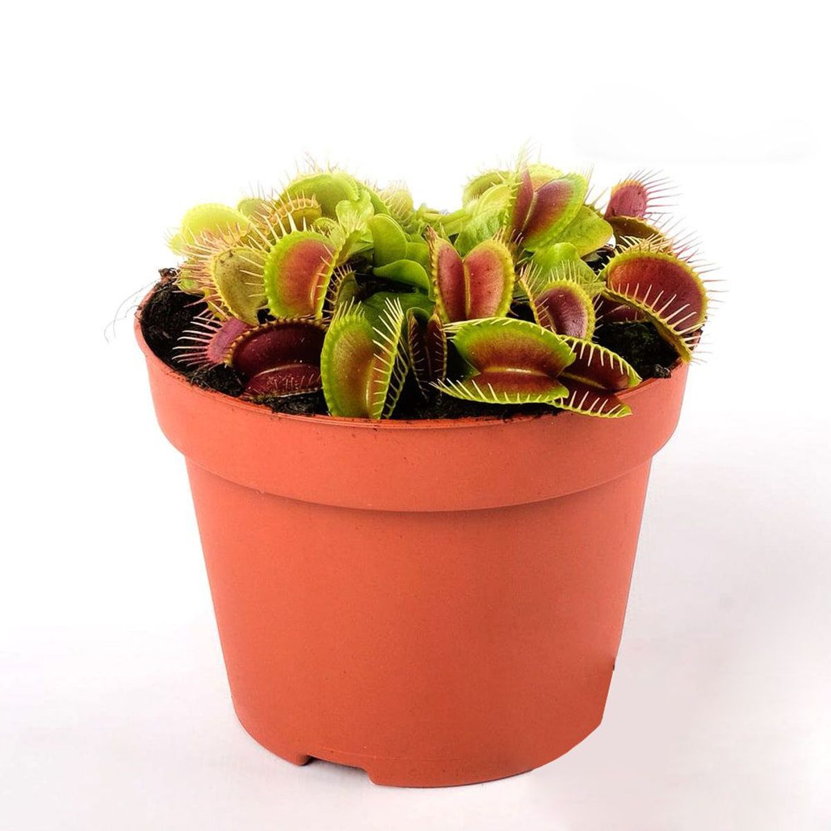 Carnívora Dionaea Pote 09 Planta Natural, marca Timlog - Foto Principal