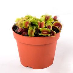 Carnívora Dionaea Pote 09 Planta Natural