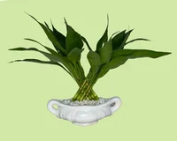Dracena Pavão Planta Natural