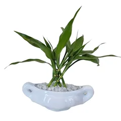 Dracena Mini Cerca Planta Natural