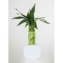 Dracena Lua Planta Natural