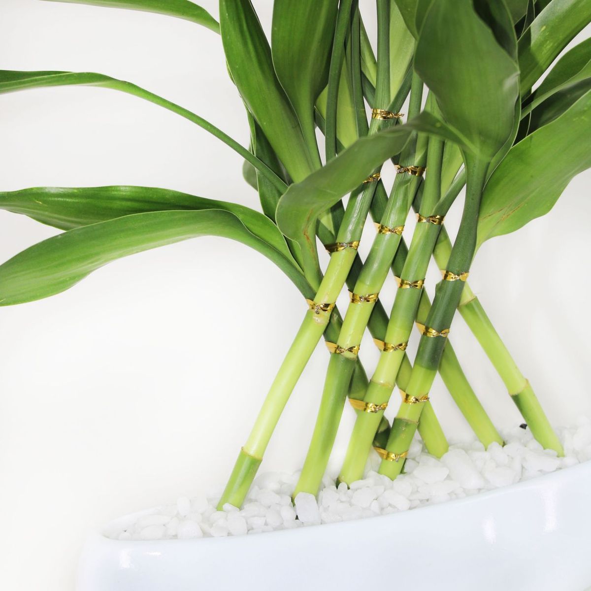 Dracena Arca Sortida Planta Natural, marca Timlog - Foto Principal